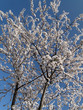 Branches d'arbre en fleurs. Branches d'arbre en fleurs.