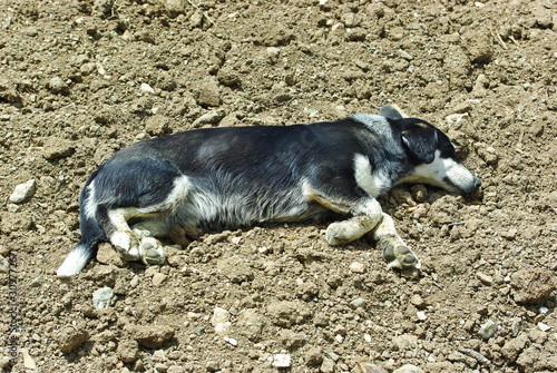 Photo: Homeless dog on dusty ground Homeless dog on dusty ground