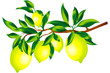 Sprig of lemons