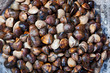 mussels