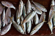 fish