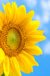 Fantastic yellow sunflower