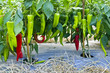 chilli chilli