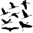 Zugvögel, Wandervögel Zugvögel, Wandervögel