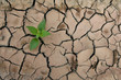 Green trees on the cracked ground