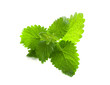 green mint leaves isolated against white background green mint leaves isolated against white background