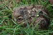 Hase