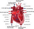 Heart section
