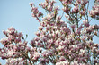 Tulipier