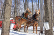 Maple Sap Buckets in Spring (Canada)