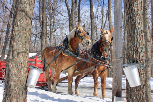 Photo: Maple Sap Buckets in Spring (Canada) Maple Sap Buckets in Spring (Canada)