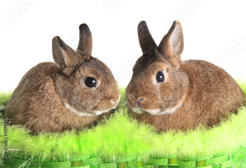 Photo: Easter bunny rabbit Easter bunny rabbit