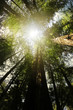 Redwood forest