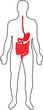 Digestive system
