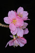 Mandelblüten