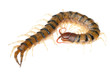 poison animal centipede poison animal centipede