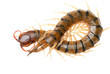 poison animal centipede poison animal centipede