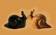 Two wooden snails in love Two wooden snails in love