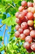 Table grapes on the vine