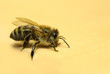 honeybee,