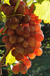 Table grapes on the vine