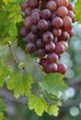 Table grapes on the vine