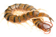 poison animal centipede poison animal centipede