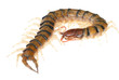 poison animal centipede poison animal centipede