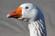 Foto: Gans,Goose Gans,Goose