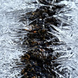 Foto: ice crystal on the frozen stream ice crystal on the frozen stream