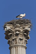 Cigüeña