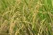 Rice crop agriculture Rice crop agriculture