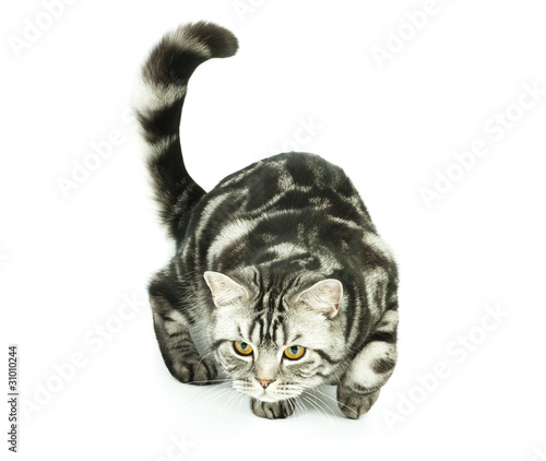 Photo: British cat hunting British cat hunting