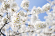 Frühlingsbote. Kirschblüte
