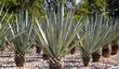 Agave tequilana plant for Mexican tequila liquor Agave tequilana plant for Mexican tequila liquor