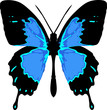 Farfalla blu