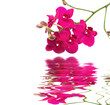 orchidea con riflesso