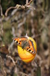 butterfly on an easter egg