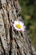 flower on a tree