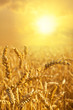 Wheat field at a golden sunset