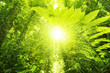 Tropical forest.