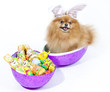 Easter Pomeranian puppy with easter egg filled with candy Easter Pomeranian puppy with easter egg filled with candy