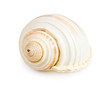 seashell