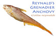 Reynald's Grenadier Anchovy – Coilia reynaldi, Valenciennes 1848