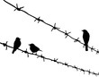 silhouette three birds on barbed wire silhouette three birds on barbed wire