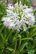 agapanthe, Agapanthus,  Lys du nil