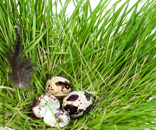 Photo: Quail eggs in a green grass Quail eggs in a green grass