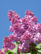 Sprig of lilac blossoms against the blue sky