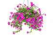 Petunia