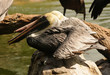 Brown pelicans